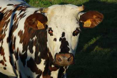 Les vaches de la Vieuville