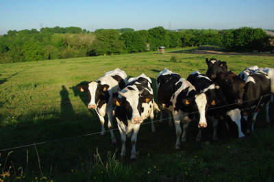 Les vaches de la Vieuville
